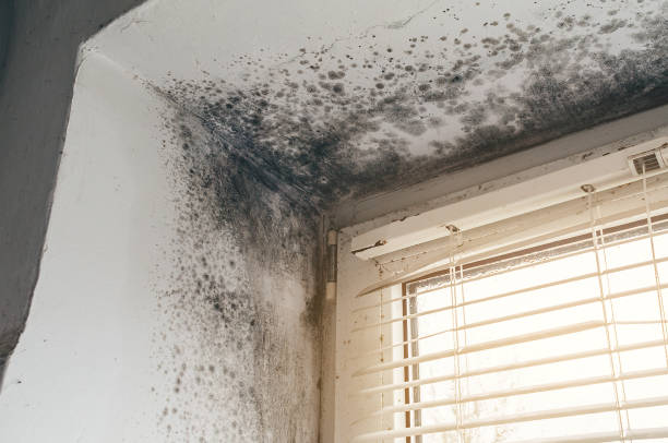 Affordable Basement Mold Removal solutions in Union City, TN