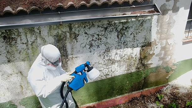 Trusted Attic Mold Removal service in Union City, TN - Cheap Mold Removal